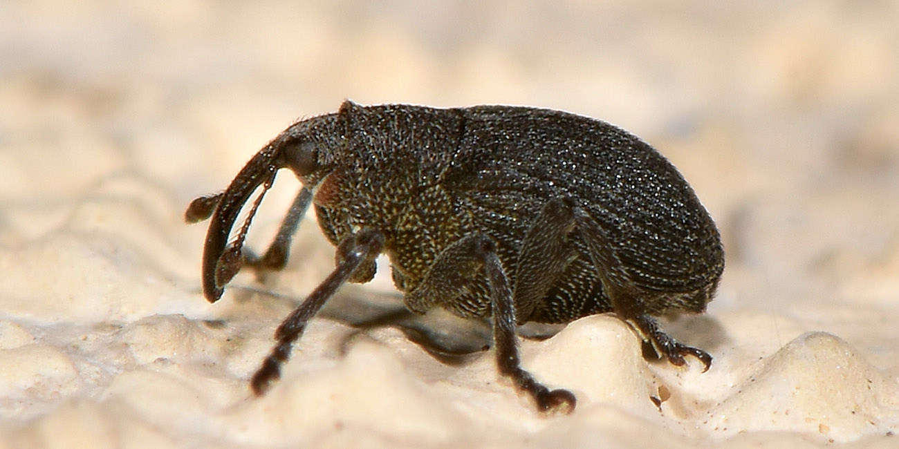 Curculionidae: Ceutorhynchus sp?    S !, Ceutorhynchus talickyi